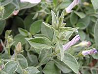 Convolvulus sabatius Viv. (fam Convolvulacees) (Europe du sud, Afr. Nord) (3) (Photo F. Mrugala)